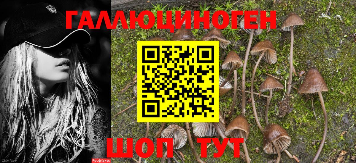 Галлюциногенные грибы Psilocybe Корсаков